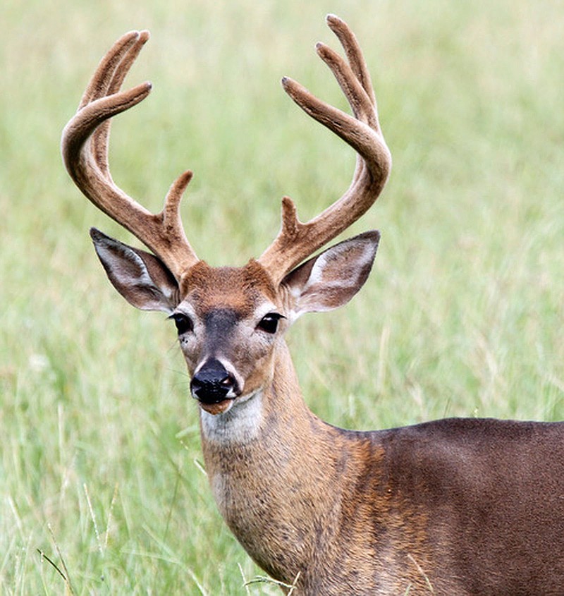 From Sept. 7-9, hunters will have an opportunity to take a buck in velvet during the first early archery buck season.
(Arkansas Game and Fish Commission/Mike Wintroath)